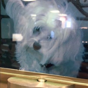 Meet your Posher, Rose